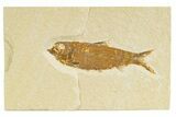 Detailed Fossil Fish (Knightia) - Wyoming #345371-1